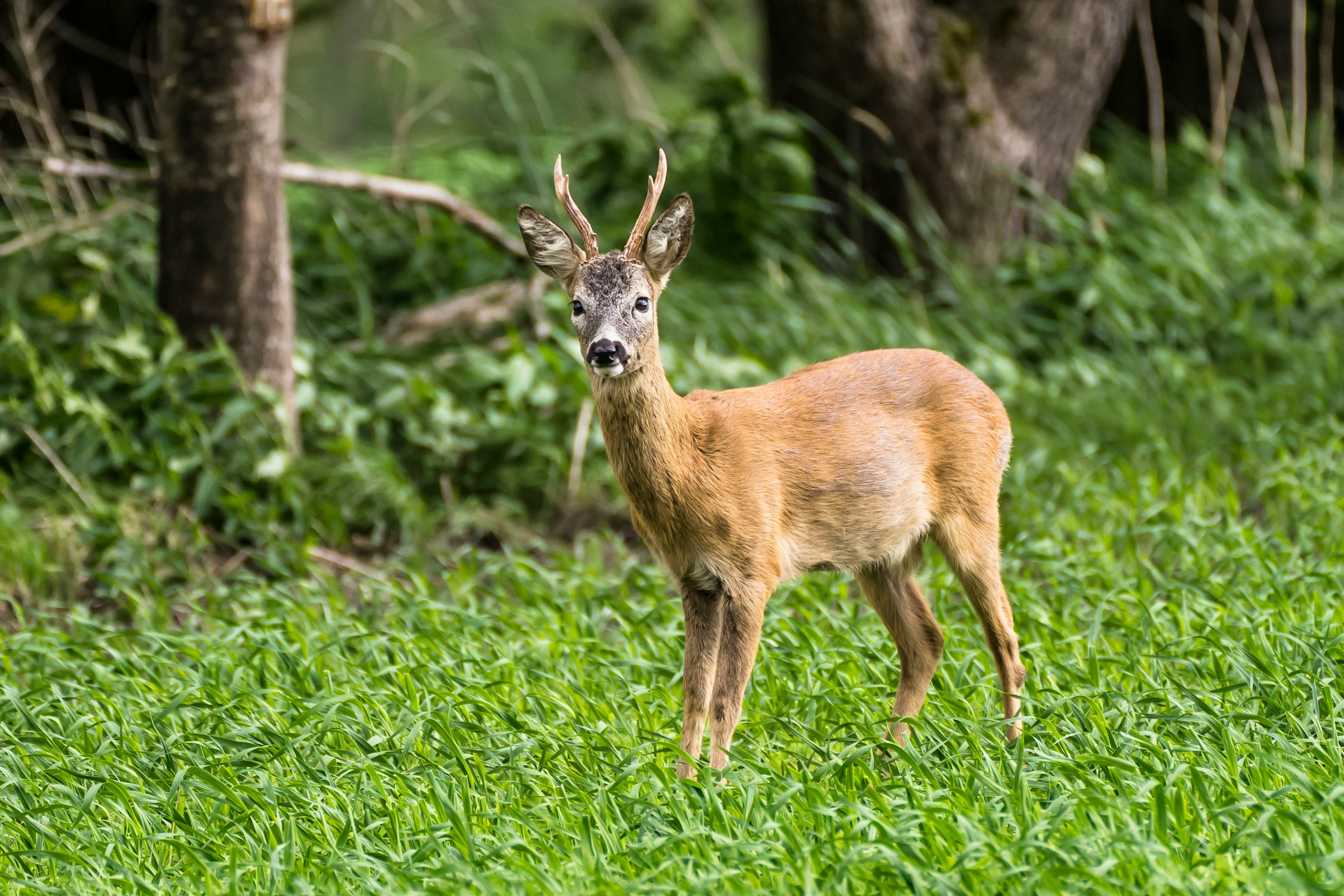 WhiteTail Deer