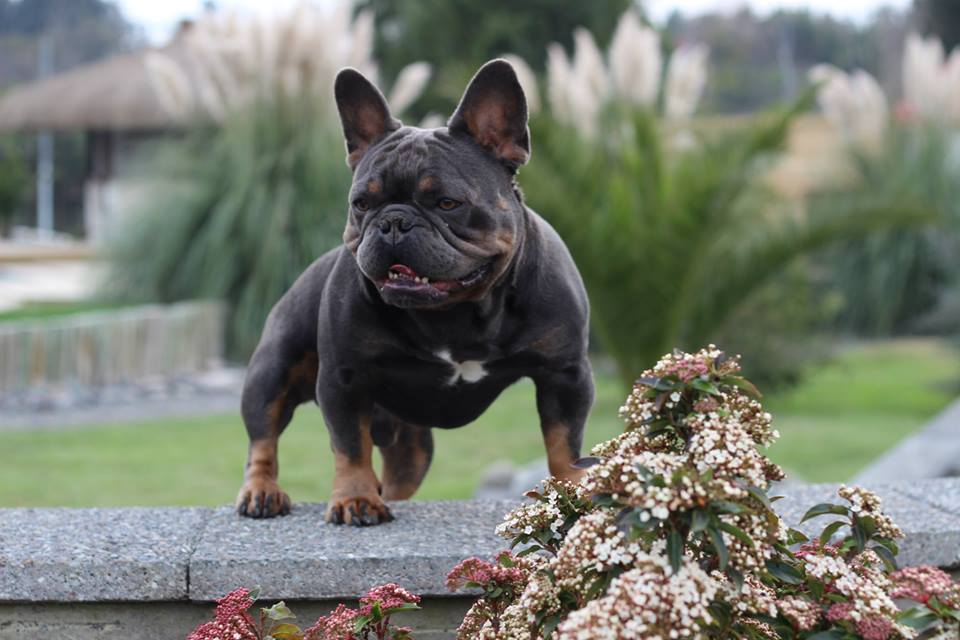 Raising Champions: French Bulldog Stud Services in Atlanta