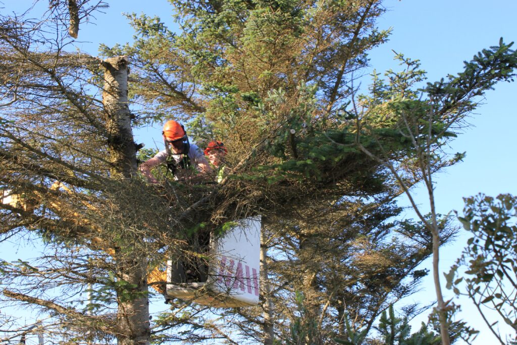 Expert Tree Services