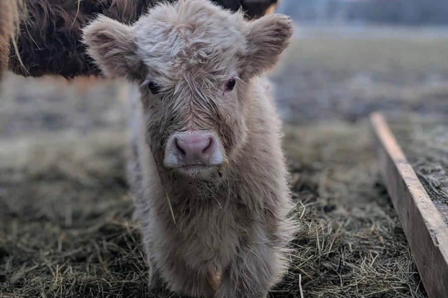 Mini highland cow
