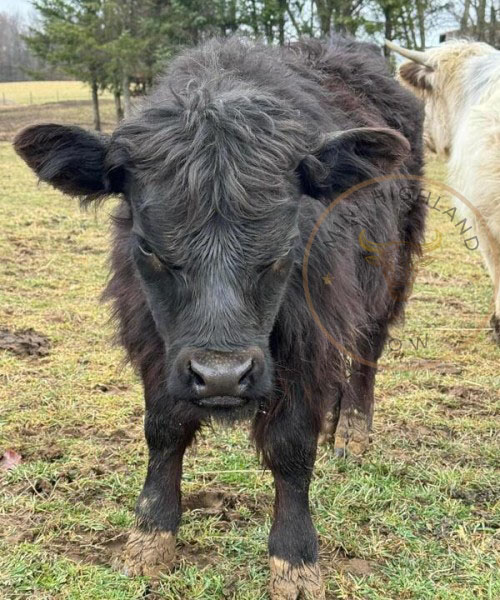 fluffy mini cow