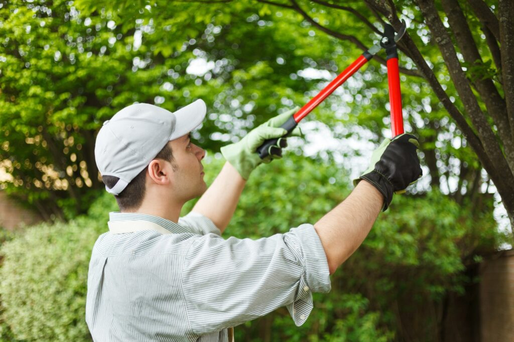 Trimming, Removal and Gardening

