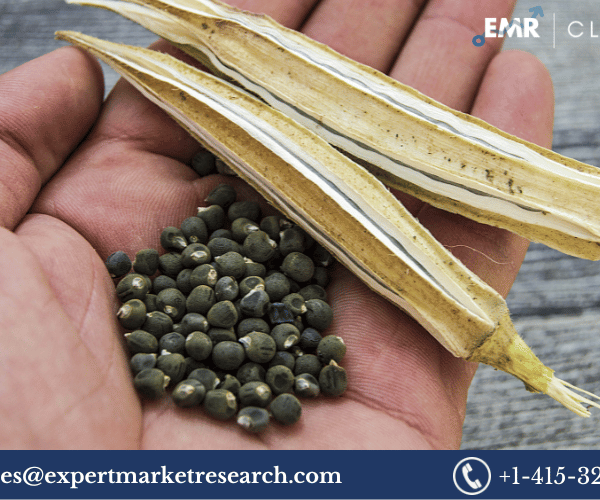 Okra Seed Market