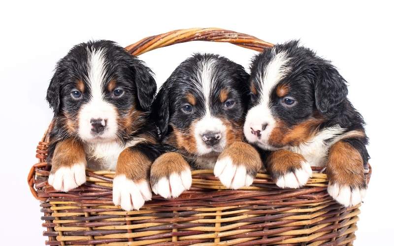 Bernedoodle Puppy