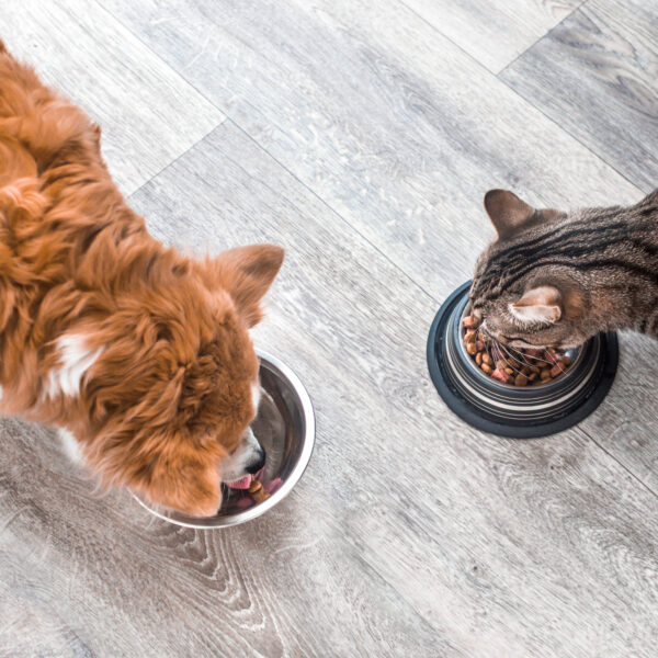 How Much and What to Feed